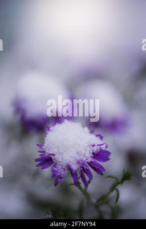Blume von alpinen Astern unter Schnee im Garten im Spätherbst aus nächster Nähe. Stockfoto