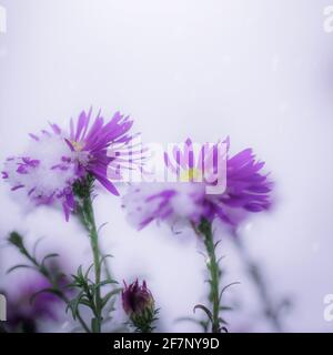 Blume von alpinen Astern unter Schnee im Garten im Spätherbst aus nächster Nähe. Stockfoto