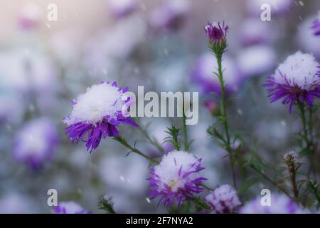 Blume von alpinen Astern unter Schnee im Garten im Spätherbst aus nächster Nähe. Stockfoto