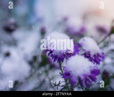 Blume von alpinen Astern unter Schnee im Garten im Spätherbst aus nächster Nähe. Stockfoto
