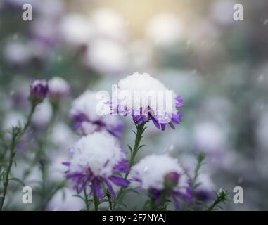 Blume von alpinen Astern unter Schnee im Garten im Spätherbst aus nächster Nähe. Stockfoto
