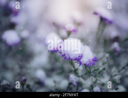 Blume von alpinen Astern unter Schnee im Garten im Spätherbst aus nächster Nähe. Stockfoto
