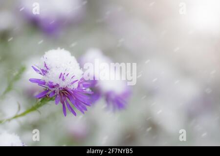 Blume von alpinen Astern unter Schnee im Garten im Spätherbst aus nächster Nähe. Stockfoto