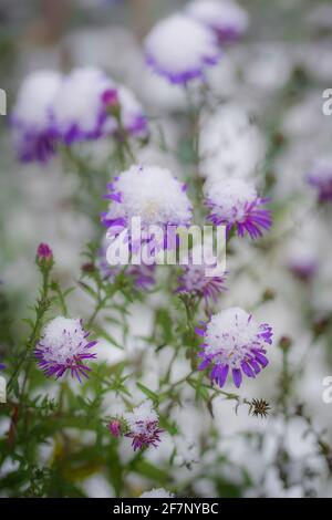 Blume von alpinen Astern unter Schnee im Garten im Spätherbst aus nächster Nähe. Stockfoto
