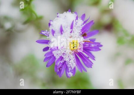 Blume von alpinen Astern unter Schnee im Garten im Spätherbst aus nächster Nähe. Stockfoto