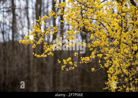 Ein gelber Baum, der Aufmerksamkeit erregt Stockfoto