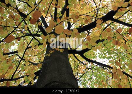 Heilig Landstichting Friedhof Stockfoto