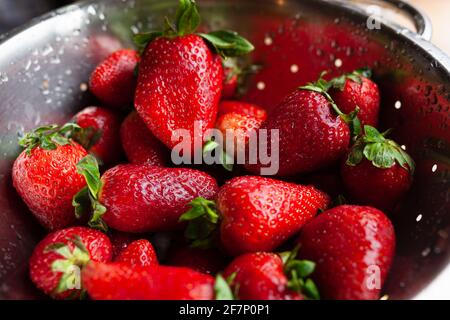 Gruppe von frischen, reifen roten Erdbeeren mit grünen Blättern nass und gewaschen in Edelstahl-Sieb mit Wassertropfen Stockfoto