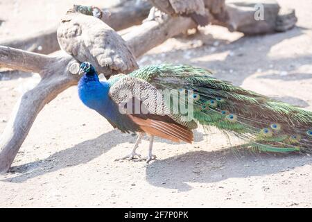 Schöne Pfau Kopf. Portrait von wunderschönen Peacock. Indische oder Blaue Pfauen. Pfau - Pfauen mit engen Schwanz, schöne Vertreter Exemplar Stockfoto