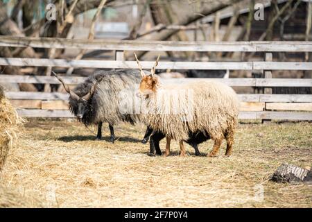 Farm Schafe oder RAM mit großen Hörnern grasen auf dem Feld Stockfoto