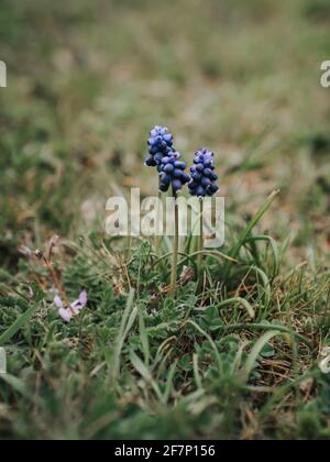 Blaue Muscari blüht auf einer Frühlingswiese. Stockfoto