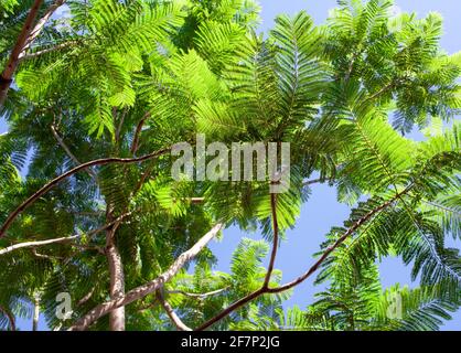 Das Laub der grünen Bäume gegen den blauen Himmel. Blätter auf Zweigen, Ansicht unten. Akazienbaum. Stockfoto