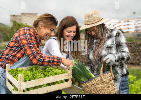 Multirassische Farmerinnen, die auf dem Land arbeiten und einen Holzkorb mit sich führen Frisches Gemüse - Farm People Lifestyle-Konzept Stockfoto