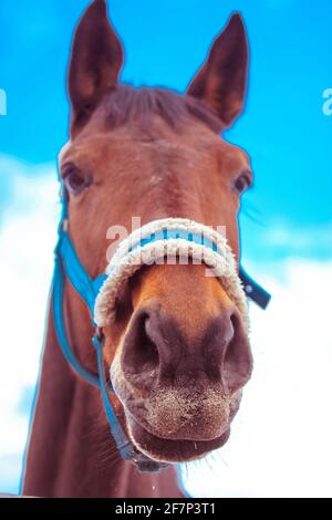 Ein schönes, lustiges braunes Pferdeportrait aus der Nähe vor einem blauen Himmel. Ein blauer Zaumzeug nagt. Nase und Mund eines schönen arabischen Pferdes. Nutztiere. Stockfoto