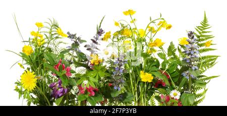 Wilde Wiesenblumen Panorama-Isoladet auf weißem Hintergrund Stockfoto