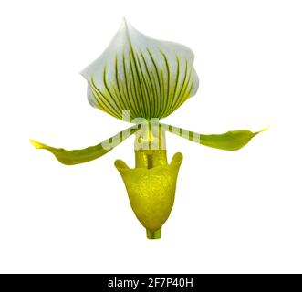 Nahaufnahme der gelben Frauenschuh-Orchidee (Paphiopedilum callosum) Stockfoto