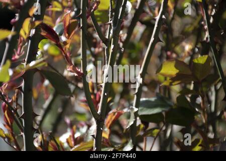 Rosenzweige, Frühlingsfoto Stockfoto