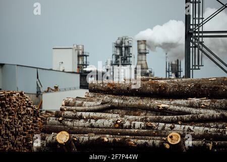 Lagerhaus von gefällten Bäumen in der Fabrik. Rauchende Fabrikschornsteine verschmutzen die Atmosphäre. Das holzverarbeitende Unternehmen zerstört Wälder und schädigt Stockfoto