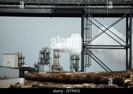Lagerhaus von gefällten Bäumen in der Fabrik. Rauchende Fabrikschornsteine verschmutzen die Atmosphäre. Das holzverarbeitende Unternehmen zerstört Wälder und schädigt Stockfoto