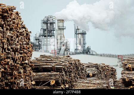 Lagerhaus von gefällten Bäumen in der Fabrik. Rauchende Fabrikschornsteine verschmutzen die Atmosphäre. Das holzverarbeitende Unternehmen zerstört Wälder und schädigt Stockfoto