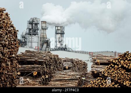 Lagerhaus von gefällten Bäumen in der Fabrik. Rauchende Fabrikschornsteine verschmutzen die Atmosphäre. Das holzverarbeitende Unternehmen zerstört Wälder und schädigt Stockfoto