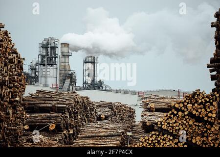 Lagerhaus von gefällten Bäumen in der Fabrik. Rauchende Fabrikschornsteine verschmutzen die Atmosphäre. Das holzverarbeitende Unternehmen zerstört Wälder und schädigt Stockfoto