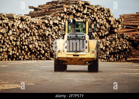 Frontlader zum Beladen von Holz. Ein industrieller Traktor transportiert gefälltes Holz. Holzverarbeitungsanlage. Beladung von Holz zum Lager Stockfoto