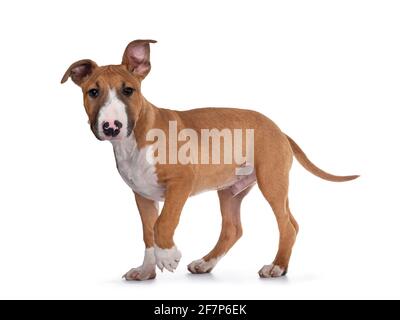 Hübsch braun mit weißem Bull Terrier Hund, zu Fuß Seitenwege. Blick direkt auf die Kamera. Isoliert auf weißem Hintergrund. Stockfoto