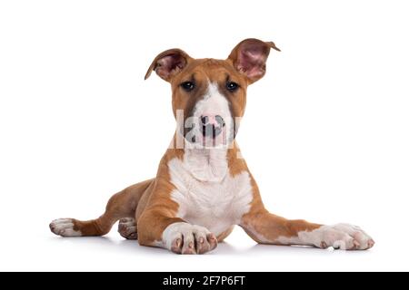 Hübsch braun mit weißem Bull Terrier Hund, der sich nach vorne legt. Blick direkt auf die Kamera. Isoliert auf weißem Hintergrund. Stockfoto