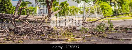 Bäume wurden nach einem heftigen Sturm beschädigt und entwurzelt. Bäume sind in einem Wohndorf BANNER gefallen, LANG FORMAT Stockfoto