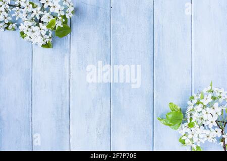 Blühende Frühlingsbirne oder Apfelblüten auf einem blauen rustikalen Hintergrund mit freiem Platz für Text. Stockfoto