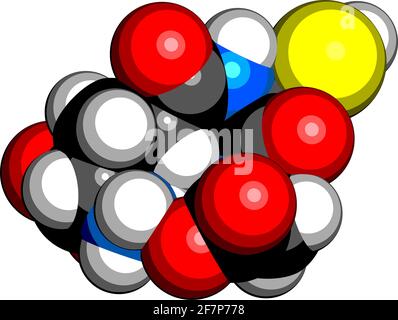 Glutathion (oxidiertes Glutathion, GSSG)-Molekül. 3D-Rendering. Atome werden als Kugeln mit konventioneller Farbkodierung dargestellt: Wasserstoff (weiß), ca. Stock Vektor