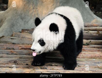 Pandabär ragt aus der Zunge Stockfoto