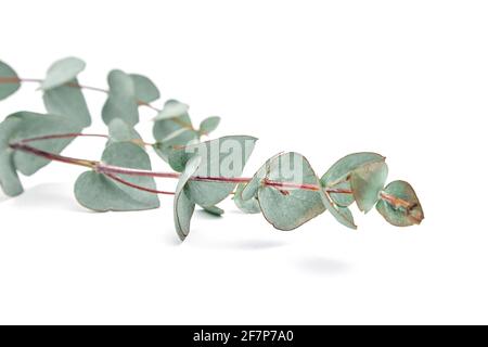 Eukalyptusblätter isoliert auf weißem Hintergrund. Frisches grünes Eukalyptus-Laub Stockfoto