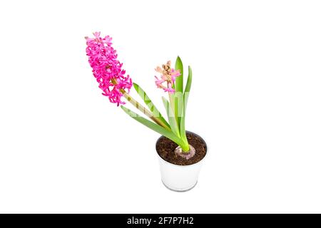 Hyazinthe Blume in Zinntopf isoliert weißen Hintergrund. Frühling Magenta Blume, Topfpflanze Stockfoto