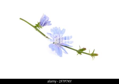 Zichorienblume isoliert auf weißem Hintergrund. Stiel mit leuchtend blauen Blütenblättern Stockfoto