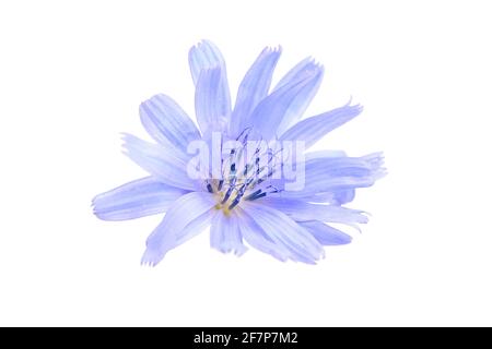 Zichorie blaue Blume Pflanze isoliert auf weißem Hintergrund. Einzelne Blume mit leuchtend blauen Blütenblättern in der Nähe Stockfoto