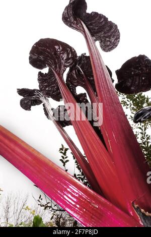 Laubrübe, Mangold, Mangel (Beta vulgaris var. cicla, Beta vulgaris ssp. Vulagras var. cicla), Blattrübe mit rotem Stamm Stockfoto