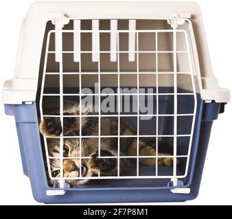 Hauskatze, Hauskatze (Felis silvestris f. catus), Tigerkatze in einem Katzenkäfig Stockfoto