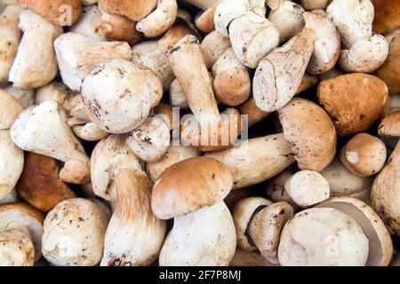 Penny Bun, Cep, Porcino, Bun Pilz (Boletus edulis), essbarer Boletus Stockfoto