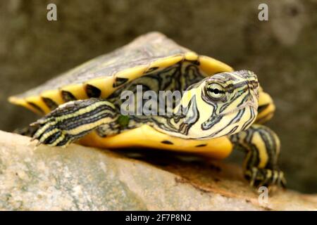 Slider, gewöhnlicher Slider, Teichgleiter, Gelbbauchschildkröte (Trachemys scripta scripta, Pseudemys scripta scripta, Chrysemys scripta scripta), Porträt Stockfoto