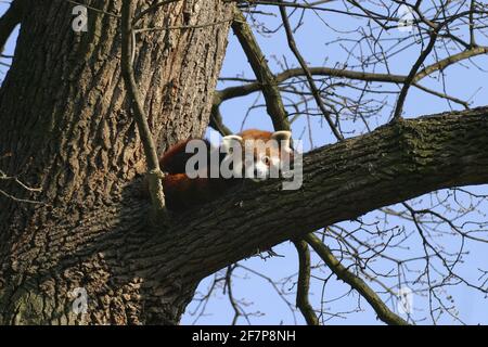 Kleiner Panda, roter Panda (Ailurus fulgens), auf einem Ast liegend Stockfoto