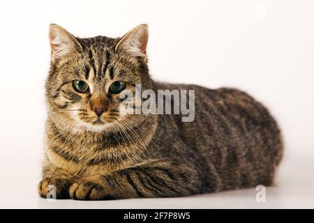 Hauskatze, Hauskatze (Felis Silvestris F. Catus) auf dem Boden liegend Stockfoto