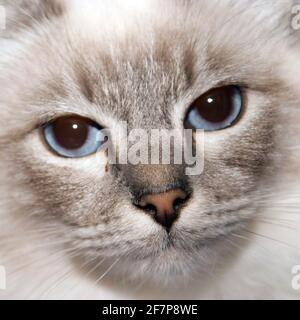 Ragdoll-Katzen (Felis silvestris f. catus), Porträt Stockfoto