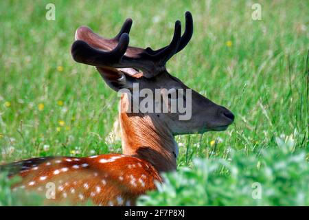 Damwild (Dama dama, Cervus dama), Portrait eines Hirsches, Österreich Stockfoto