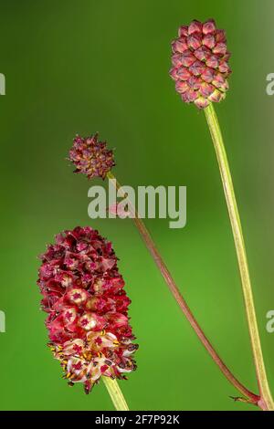 Großer burnett (Sanguisorba officinalis, Sanguisorba major), Blütenstände, Deutschland, Bayern Stockfoto