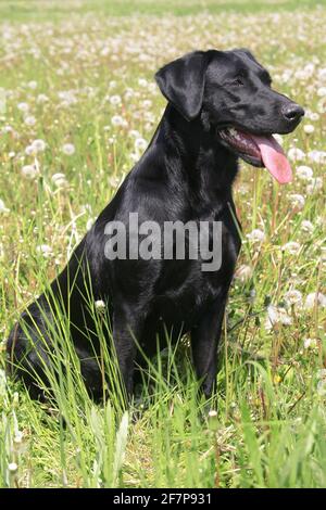 Labrador Retriever (Canis lupus f. familiaris), schwarzer Labrador auf einer Dandelionenwiese mit aushängender Zunge Stockfoto