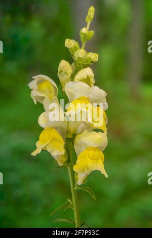 Garten-Löwenmaul (Antirrhinum Majus), Blütenstand Stockfoto