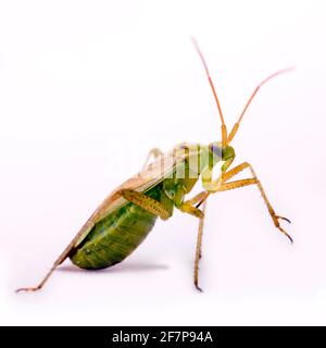 Kartoffelfehler, Kartoffelkapsid, Erdbeerfehler (Closterotomus norvegicus, Cimex bipunctatus, Closterotomus norwegicus, Calocoris norvegicus), Ausschnitt Stockfoto