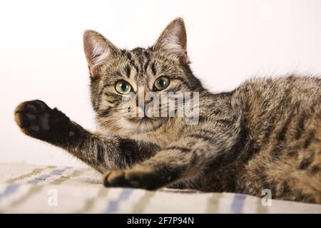 Hauskatze, Hauskatze (Felis silvestris f. catus), Katze in Spielstimmung Stockfoto